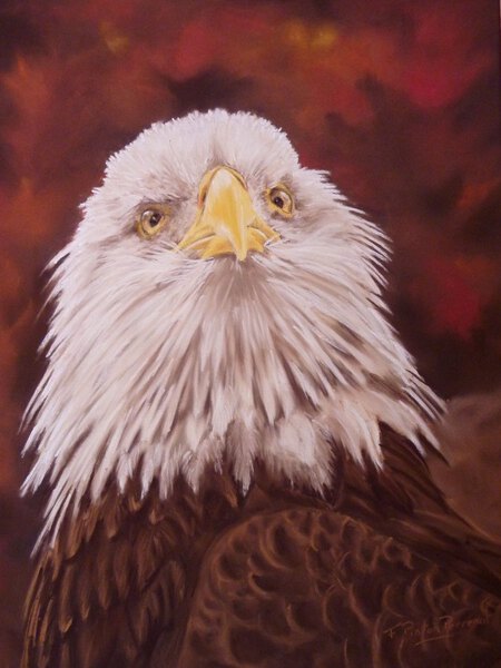 L'aigle d'apr&egrave;s une photo de Marek Novotny   (pastelmat 30x40)