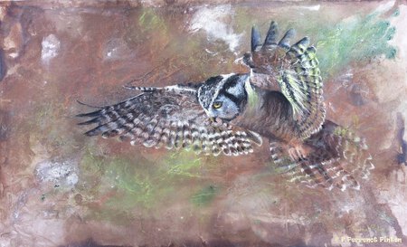 La chouette II Pastel sur fond aquarelle d'apr&egrave;s photo Krzysztof Blachwiack 50 X 70 CM