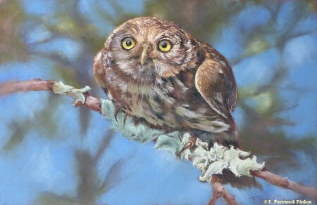 La chouette I Pastel d'apr&egrave;s photo Derek Keats 50X 70 CM