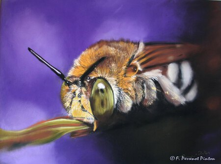 Bzz Bzz l'abeille d'apr&egrave;s photo d'Aussiegall (pastel 30 x 40 cm )
