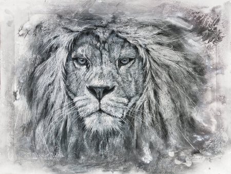 "F&eacute;roce" Pastel sur fond aquarelle 80 x 60 cm d'apr&egrave;s photo Gary Bree