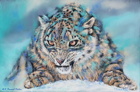 "Kion&eacute;" pastel 40x60 cm sur papier pastelmat d'apr&egrave;s photo Dotty Weber