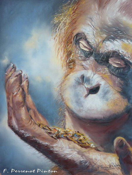 L'orang-outan (d'après une photo de belgianchocolate 30 x40 cm )