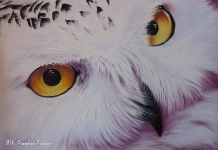 La chouette harfang (pastel 30x40cm)