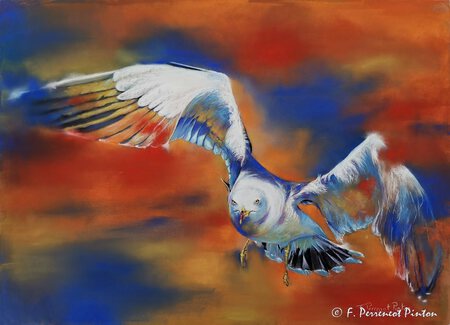 "Le go&eacute;land" 40 x 55 cm Pixabay