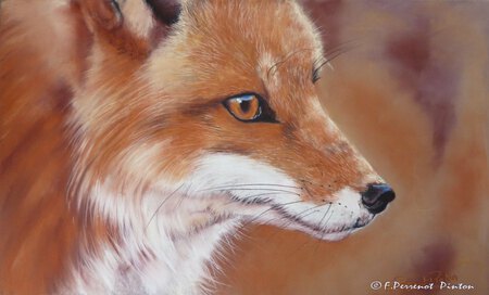 Le renard d'apr&egrave;s photo Fabien Gagnon Prix du jeune public 3&eacute;me salon du pastel des Monts du Lyonnais 17/11/2013