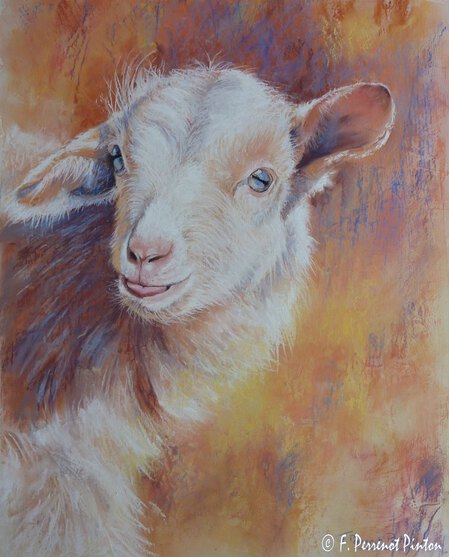 Le cabri Pastel sur fond aquarelle d'apr&egrave;s photo Emmanuel Keller (40x50 cm)