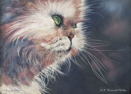 "Le chat persan" 30 x 40 cm pastelmat photo pixabay