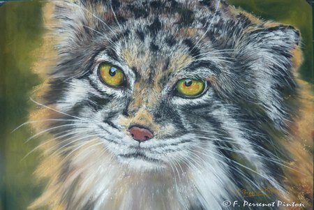 Le chat de pallas d'apr&egrave;s photo scottmliddell