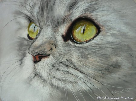 Marcello d'apr&egrave;s photo d'andrey (pastel sur pastelmat 30x40 )