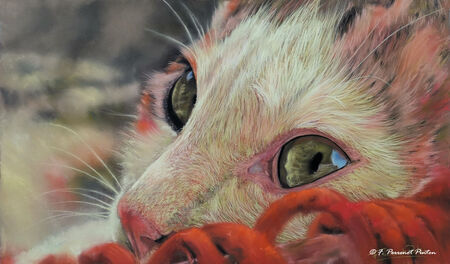 "Mimi" 30 x 50 cm photo personnelle (pastelmat)