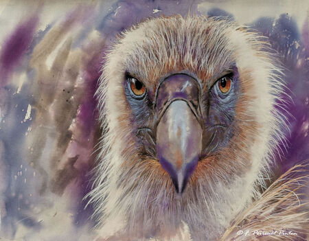 "Vigilance" 40 x 50 cm d'apr&egrave;s photo Edwin Butter papier uart 600