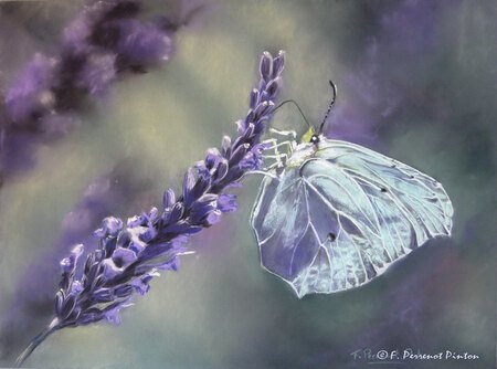 La lavande et le papillon d'après photo de Michel Victor (pastel 30 x40 cm)