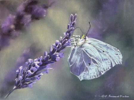 La lavande et le papillon d'apr&egrave;s photo de Michel Victor (pastel 30 x40 cm)